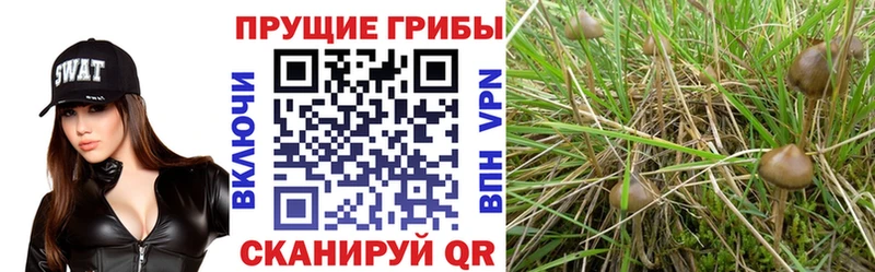 наркотики Черноголовка mega ССЫЛКА Псилоцибиновые грибы Magic Shrooms